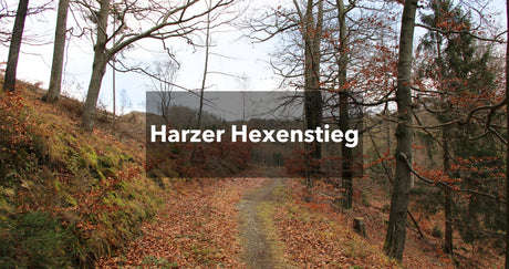 Herbstlicher Wald mit Weg: Harzer Hexenstieg